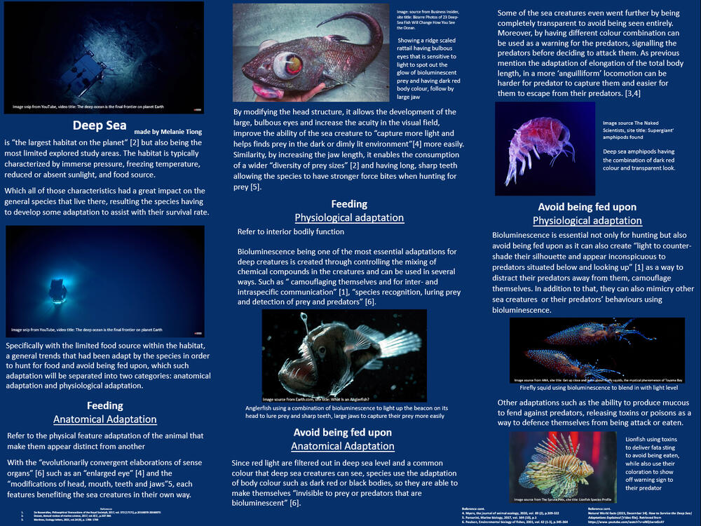 Deep Sea Marine Poster