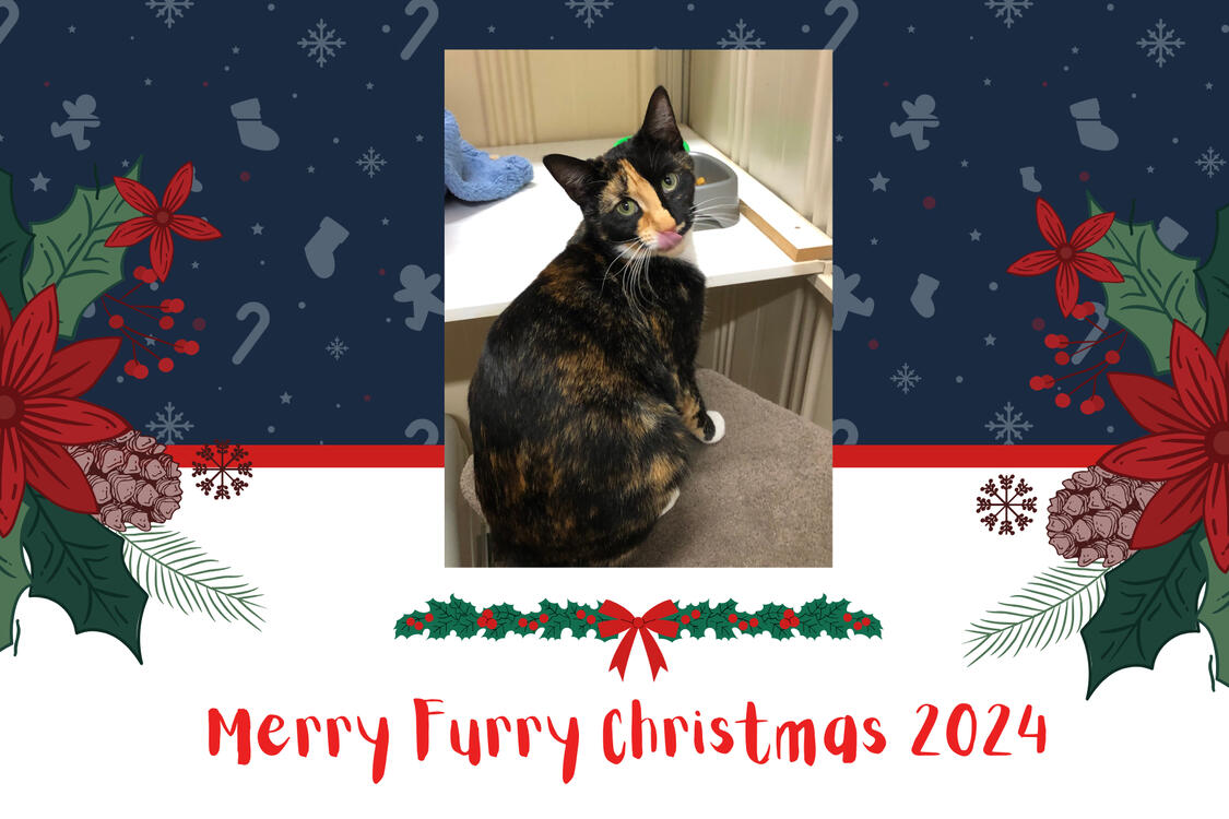 Christmas Card Design